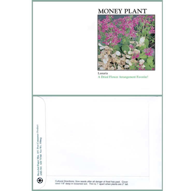 Money Plant Seeds - Seed