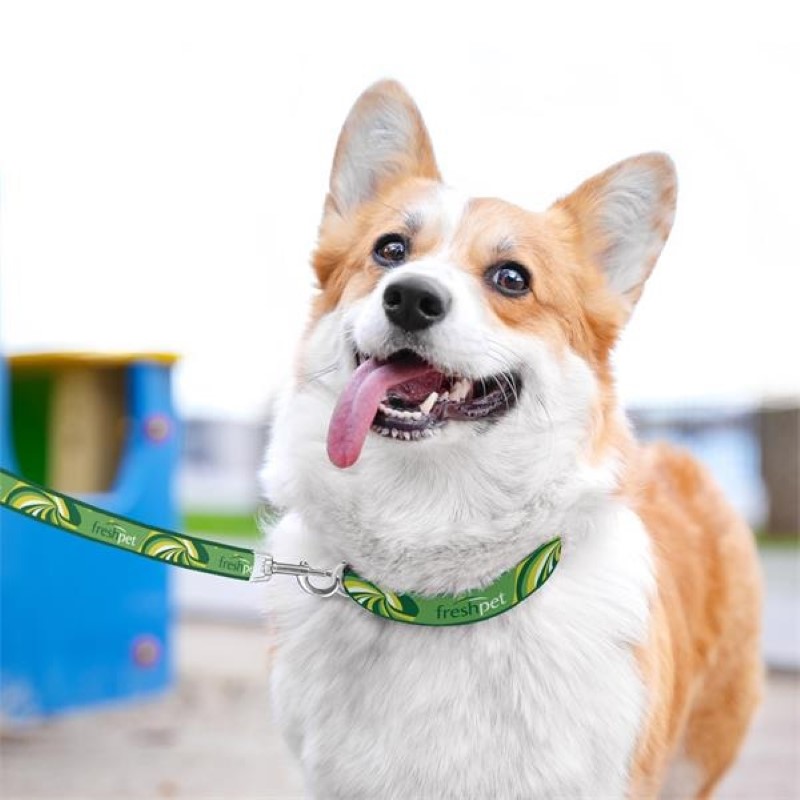 Full Color Dog Collars