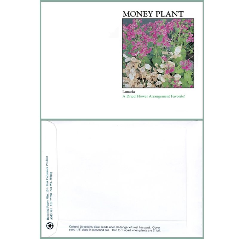 Money Plant Seeds